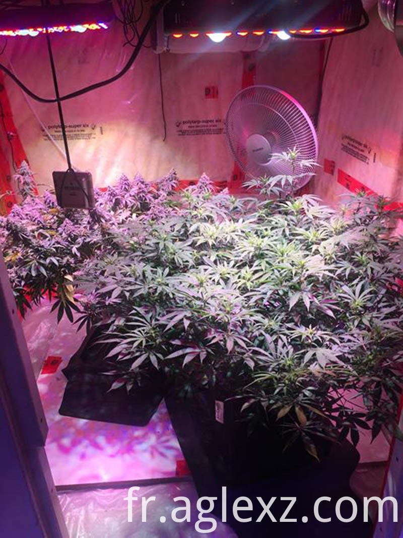 épi grandir aglex léger cob grow light aglex